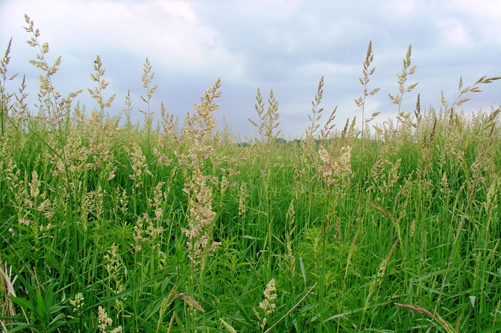 Image from Wisconsin Wetlands Association (wisconsinwetlands.org)