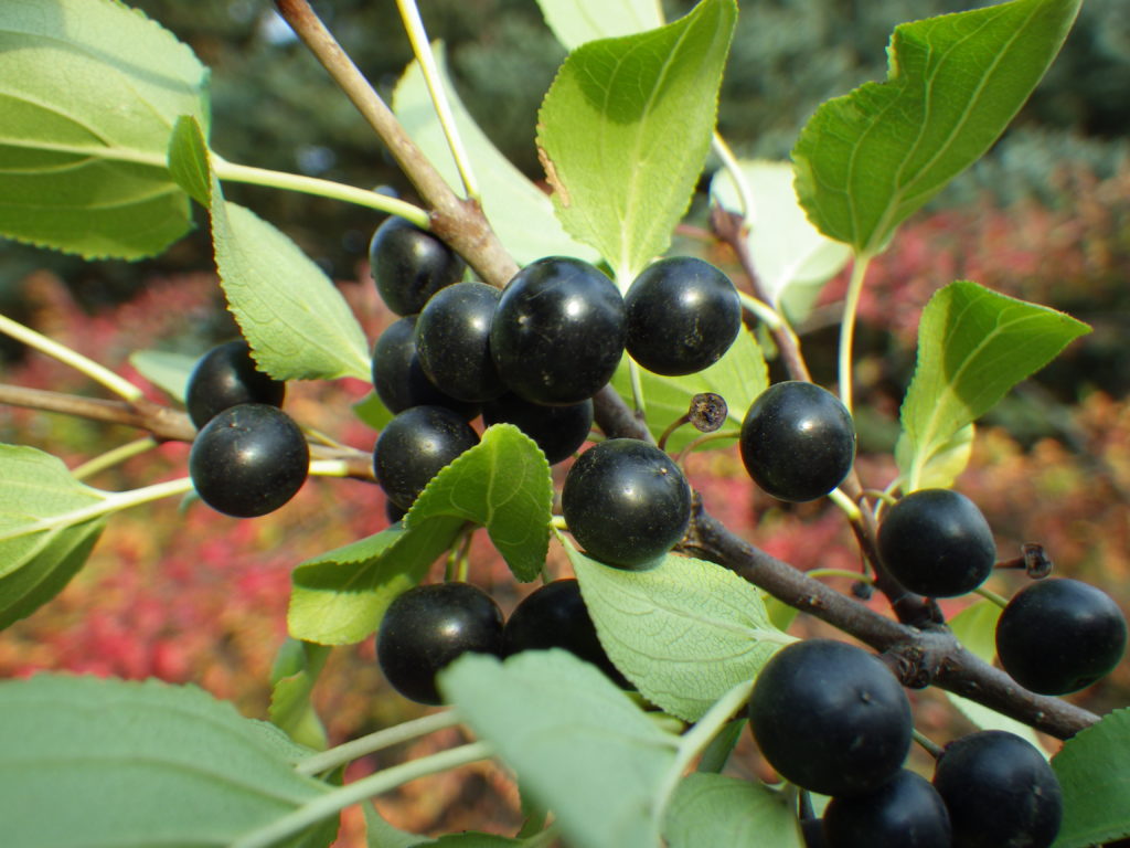 Although mostly shrubby in this area, common buckthorn can become a tree over 20 feet tall. The branching pattern that ranges from altnernate to opposite including most often subopposite is very distinctive.