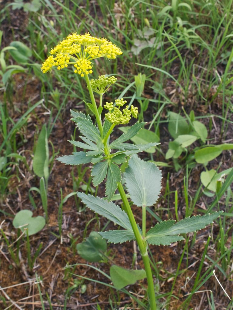 Wild_Parsnip